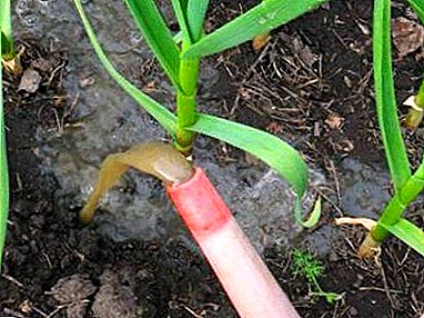 あなたはドレッシングニンニクが必要ですか？春、夏、秋に植物を施肥する方法についてのステップバイステップの説明