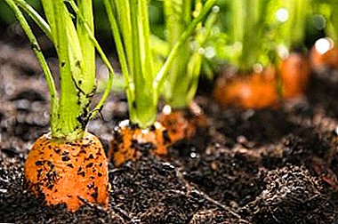 Trebuie să germinez semințele de morcovi înainte de plantare? Cum se face rapid?