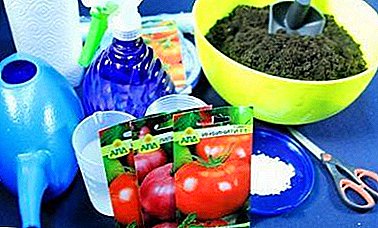 Matices de preparación de semillas de tomate para sembrar plántulas en casa y consejos sobre cómo recolectar el material.