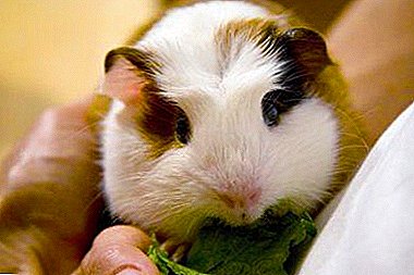 The nuances of the ration of guinea pigs. Can I feed my beloved pet sorrel?