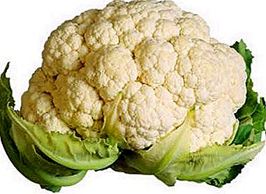 The nuances of growing cauliflower for seedlings, in the open field and in the greenhouse