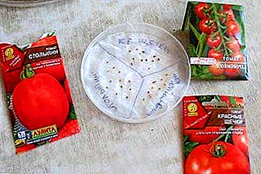 ניואנסים של זרעי עגבניות ספוג במי חמצן לפני השתילה. זורעים טיפים