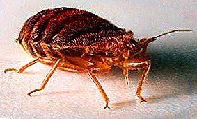 How to get rid of bed bugs in an apartment at home: traditional and folk remedies, when disinsectors should be called