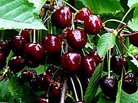 Summer Cherry Pruning: Första, Senare och Final