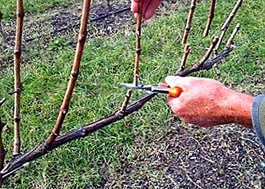 Pruning grapes in summer and autumn: what you need to know about it and how to implement it?