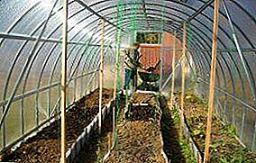 Arranging a greenhouse with your own hands: a photo of how to organize the space, make racks and paths