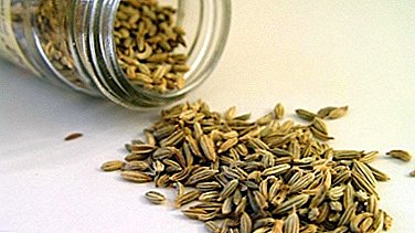 Est-il nécessaire de faire tremper les graines d'aneth pour se préparer au semis en pleine terre et comment le faire?