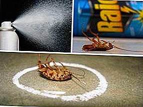Oversikt over aerosoler og spray fra cockroaches: dichlorvos, bataljonskommandør, bøter og andre, funksjoner i søknaden, fordeler og ulemper