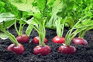 Review of the best varieties of radish for the Moscow region and Central Russia. Tips for choosing and growing