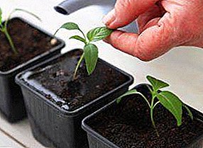 Prehľad hlavných rastových stimulancií pre paradajky a korenie sadenice: ako pestovať zdravé sadenice doma