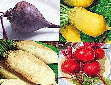 Review of early beet varieties, as well as the characteristics of their cultivation