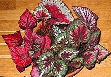 Gjennomgang av begonia varianter med lyse røde blader. Hvordan vokse denne houseplant?