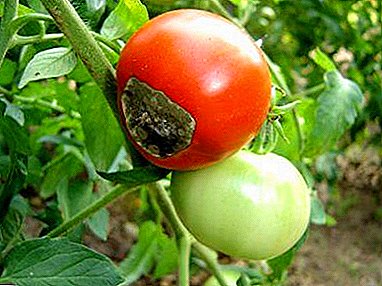 Überprüfung von Tomatensorten für Gewächshäuser und offener Boden, die gegen Fäulnisfäule resistent sind