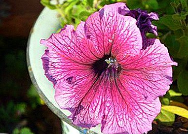 سحر الكركديه الوردي: صورة ، لمحة عامة عن الأنواع وميزات رعاية وزراعة زهرة