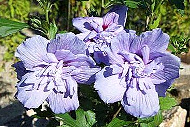 Charme Hibiscus Syrian Blue Chiffon - uma descrição da flor, especialmente o cuidado e cultivo