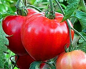 Varietas awal yang sangat besar dari tomat berbuah besar "Big Mom": deskripsi karakteristik, tips untuk tumbuh