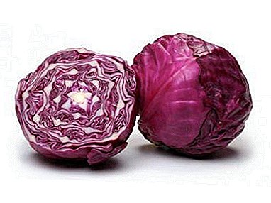 Delicious recipes for cooking red cabbage for the winter, photo of dishes