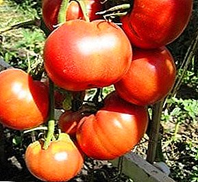 Một trong những giống tốt nhất của lựa chọn Altai - cà chua Điên Biyskaya hoa hồng - mô tả và khuyến nghị chăm sóc