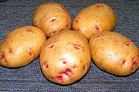 واحدة من أصناف البطاطا الأكثر شعبية: "بيكاسو" - الوصف والخصائص والصور