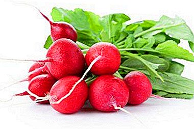 Vegetable garden without compromise: a detailed description of the sweetest and largest varieties of giant radish