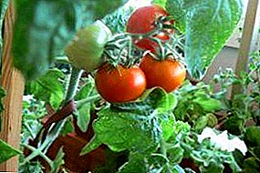 Dārzs uz palodzes vai balkona: viss par to, kā mājās audzēt ķiršu tomātus
