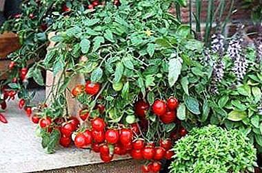 Kebun di apartemen: menanam tomat di jendela di musim dingin