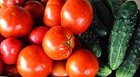 Krastavci i rajčice u jednom stakleniku polikarbonata: kako posaditi, rasti, kompatibilnost, skrb