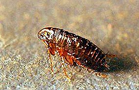 They can be everywhere! Fleas in the apartment and house: where they come from