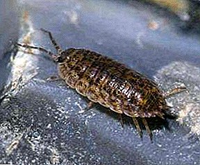 Are woodlice dangerous to humans and what?