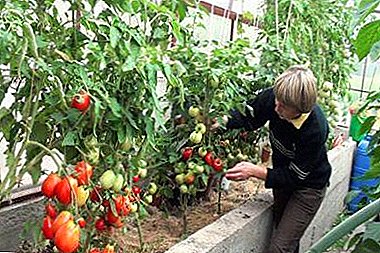Farlige sykdommer av tomater som vokser i drivhuset: beskrivelse, behandling av sykdommer og deres bilder