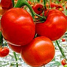 Descripción de dos variantes de variedades híbridas de tomate "Marissa".