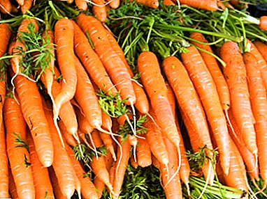 Descripción, características y características del cultivo de zanahorias variedad Red Giant (Rote Risen).