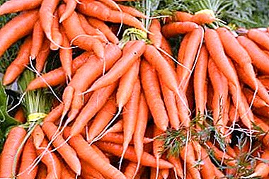 Descripción, características y características del cultivo de zanahorias Samson.