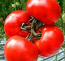 Descrição, características, variedades de fotos de tomate "Perseus"