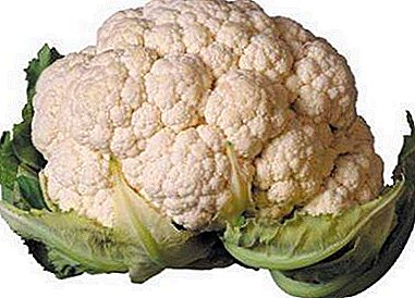 Description and photo of the best varieties of cauliflower. Tips for choosing seeds for planting in the open field