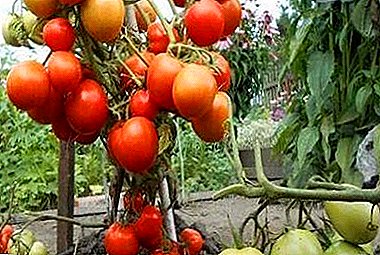 Descripción y características de la variedad de tomate "Kemerovoz": características de cuidado, ventajas y desventajas.