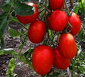 Beskrivelse og egenskaber ved en af ​​de mest lækre sorter af tomat - "Stolypin"