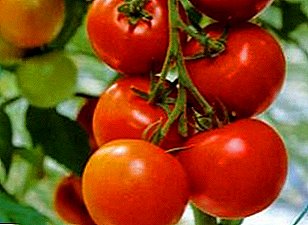 Beskrivelse og egenskaper av den populære frost-resistente ultra-tidlig utvalg av tomat "Sanka"