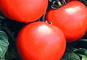 Description et caractéristiques de la variété ultra précoce hybride de tomate Sélection néerlandaise "Debut"