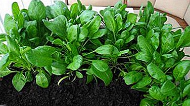 Description and useful properties of spinach Matador, especially its cultivation