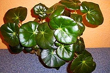 Description of the beautiful indoor plant begonia Fista. Care tips, flower photo