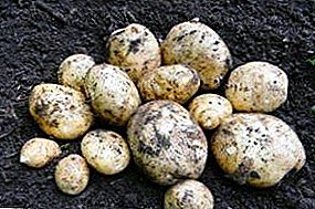 Beschrijving van het binnenlandse aardappelras "Meteor": kenmerken en foto's