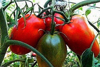 Penerangan, aplikasi, ciri penanaman tomato "De Barao Giant"