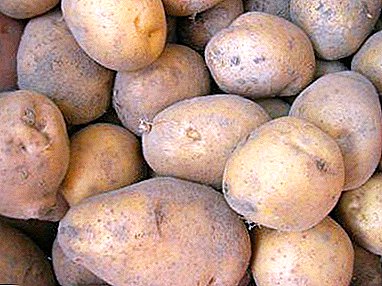 Beskrivning av den tidiga sortimentet av potatis "Elmundo", dess egenskaper och foton