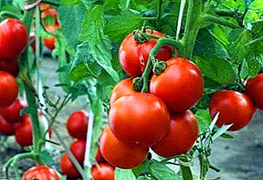 Hibridinių pomidorų „Maryina Roshcha“ veislės aprašymas ir auginimo savybės