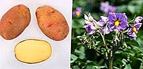 Description of the potato variety "Vector", recognized as an achievement in the work of Russian breeders
