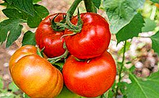 Description of the variety of tomato "Anastasia": the main characteristics, photo of tomatoes, yield, features and important advantages