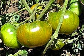 Descripción de un grado de un tomate "Manzana esmeralda" - un tomate sabroso e inusual