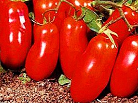 Beschrijving van het tomatenras "Rocket": kenmerken, foto van fruit, opbrengst, belangrijke voor- en nadelen