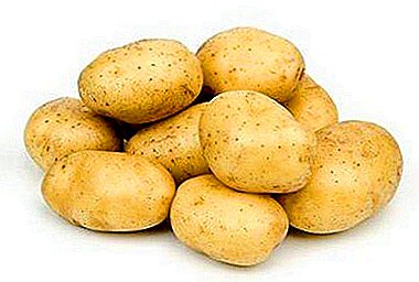 Descripción de una gran variedad de patata "Gigante" de temporada.